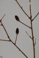 雲南鐵杉藏品圖，第3張