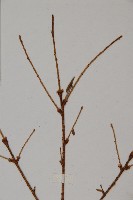 雲南鐵杉藏品圖，第4張