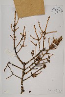 麗江雲杉藏品圖，第1張