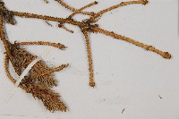 麗江雲杉藏品圖，第3張