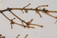 麗江雲杉藏品圖，第4張