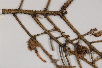 麗江雲杉藏品圖，第5張