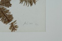 登錄號:G000356藏品圖，第2張