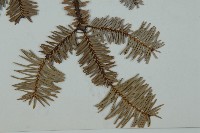 登錄號:G000356藏品圖，第5張