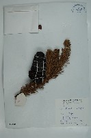 川滇冷杉藏品圖，第1張