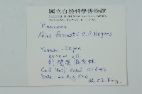 川滇冷杉藏品圖，第2張