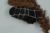 川滇冷杉藏品圖，第3張