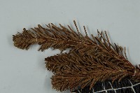 川滇冷杉藏品圖，第4張