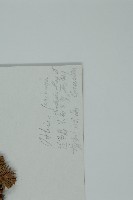 中甸冷杉藏品圖，第2張