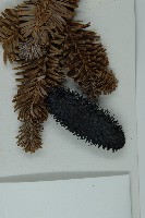 中甸冷杉藏品圖，第3張