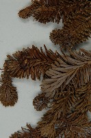 中甸冷杉藏品圖，第4張