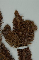 中甸冷杉藏品圖，第5張