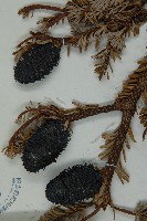中甸冷杉藏品圖，第3張