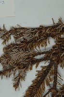 中甸冷杉藏品圖，第5張