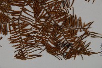 雲南紅豆杉藏品圖，第3張