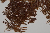 雲南紅豆杉藏品圖，第4張