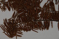 雲南紅豆杉藏品圖，第5張