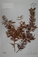 雲南紅豆杉藏品圖，第1張