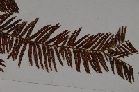 雲南紅豆杉藏品圖，第3張