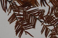 雲南紅豆杉藏品圖，第4張