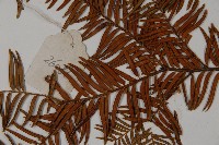 雲南紅豆杉藏品圖，第5張