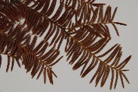 雲南紅豆杉藏品圖，第3張