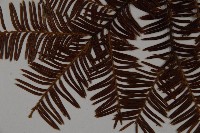 雲南紅豆杉藏品圖，第4張