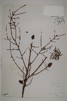 雲南鐵杉藏品圖，第1張