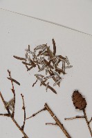 雲南鐵杉藏品圖，第3張