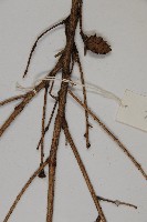 雲南鐵杉藏品圖，第4張