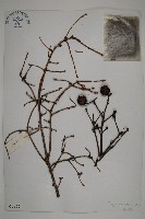 雲南鐵杉藏品圖，第1張