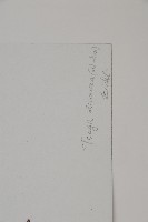 雲南鐵杉藏品圖，第2張