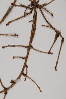 雲南鐵杉藏品圖，第3張