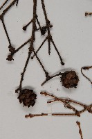 雲南鐵杉藏品圖，第4張