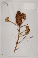 油麥吊雲杉藏品圖，第1張