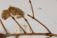 油麥吊雲杉藏品圖，第4張