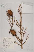 麗江雲杉藏品圖，第1張