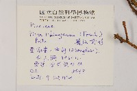 麗江雲杉藏品圖，第2張