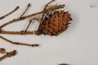 麗江雲杉藏品圖，第4張