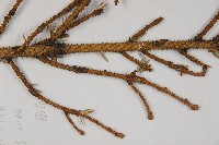 麗江雲杉藏品圖，第5張