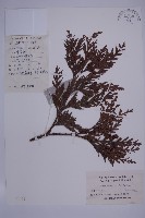 日本香柏藏品圖，第1張