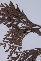 日本香柏藏品圖，第3張