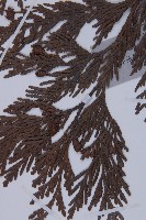 日本香柏藏品圖，第4張