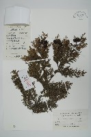 日本扁柏藏品圖，第1張