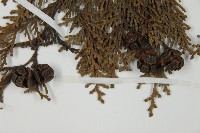 日本扁柏藏品圖，第3張