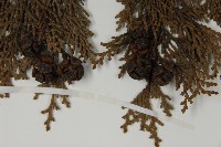 日本扁柏藏品圖，第4張