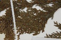 日本扁柏藏品圖，第5張