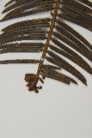 中國粗榧藏品圖，第3張