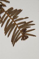 中國粗榧藏品圖，第4張