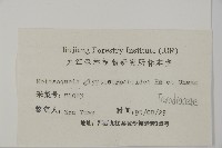 水杉藏品圖，第2張